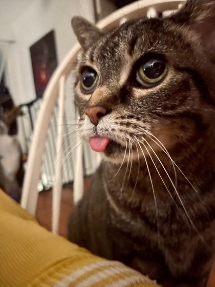 Mami Chat (Mickey), an adoptable Domestic Short Hair in Montreal, QC, H4P 1X4 | Photo Image 2