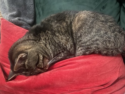 Mami Chat (Mickey), an adoptable Domestic Short Hair in Montreal, QC, H4P 1X4 | Photo Image 3
