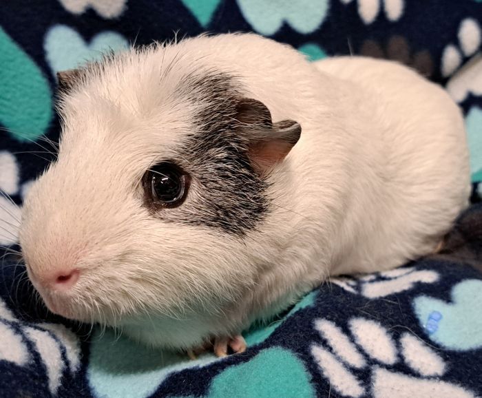 Critter corral guinea pig sales rescue