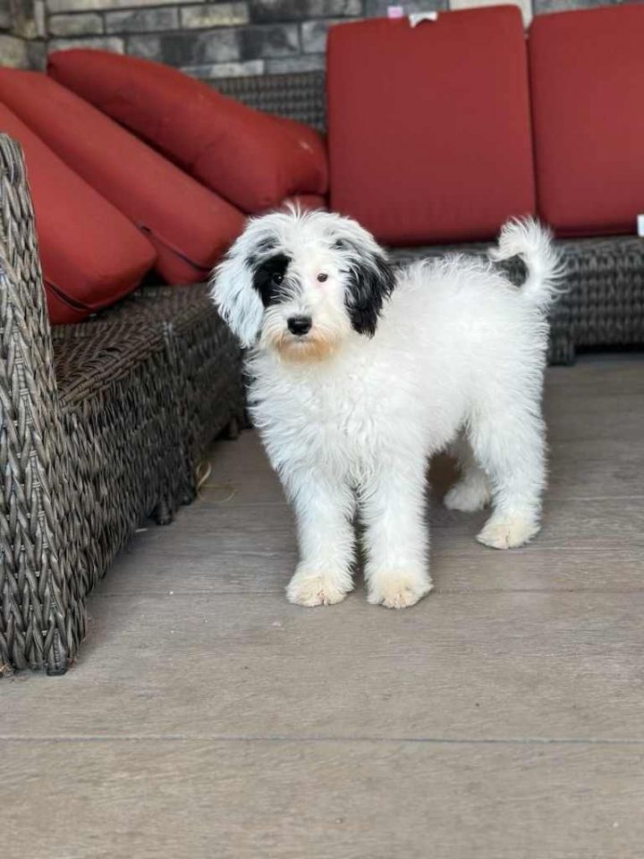 Sheepdog deals poodle puppy