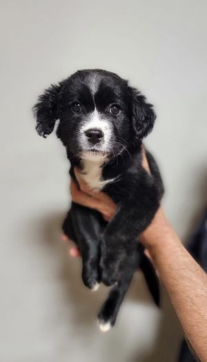 This is Jayda She was born on 122923 We think she may be a labborder collie mix so she will