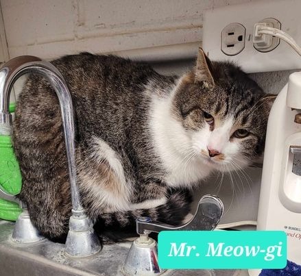 Mr. Meow-gi