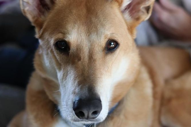 Dog for adoption - Jasper, a Basenji & Carolina Dog Mix in New Albany ...