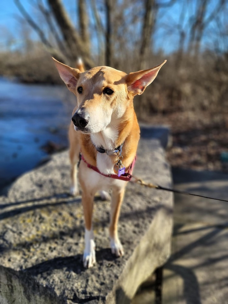 Jasper, an adoptable Basenji, Carolina Dog in New Albany, OH, 43054 | Photo Image 3