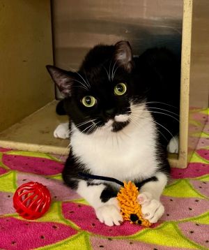 Sunflower is a spunky photogenic girl with beautiful eyes She loves to play and her favorite place