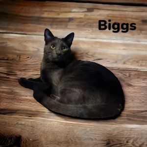 Biggs Domestic Short Hair Cat