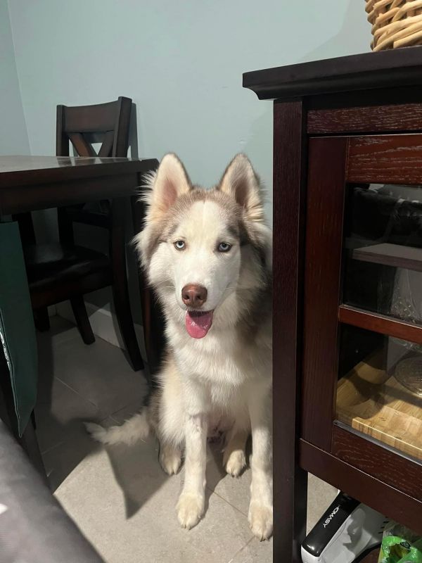 Miniature best sale husky adoption