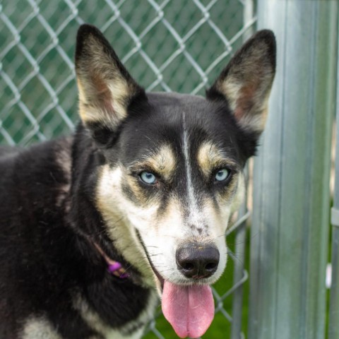 Dog for adoption - Lucky, a Siberian Husky & German Shepherd Dog Mix in ...