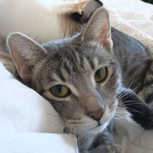 Tabbie, Adult Female Domestic Short Hair