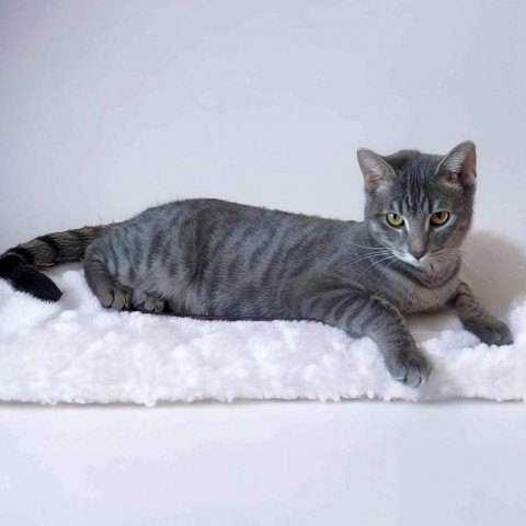 Tabbie, an adoptable Domestic Short Hair in Zimmerman, MN, 55398 | Photo Image 2