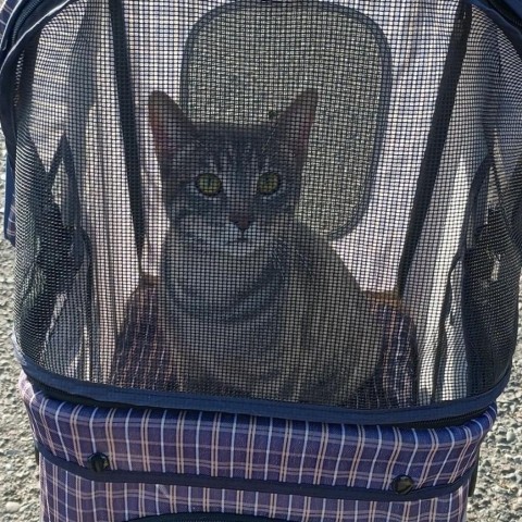 Tabbie, an adoptable Domestic Short Hair in Zimmerman, MN, 55398 | Photo Image 2