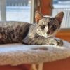 Tabbie photo 3