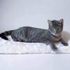 Tabbie photo 5