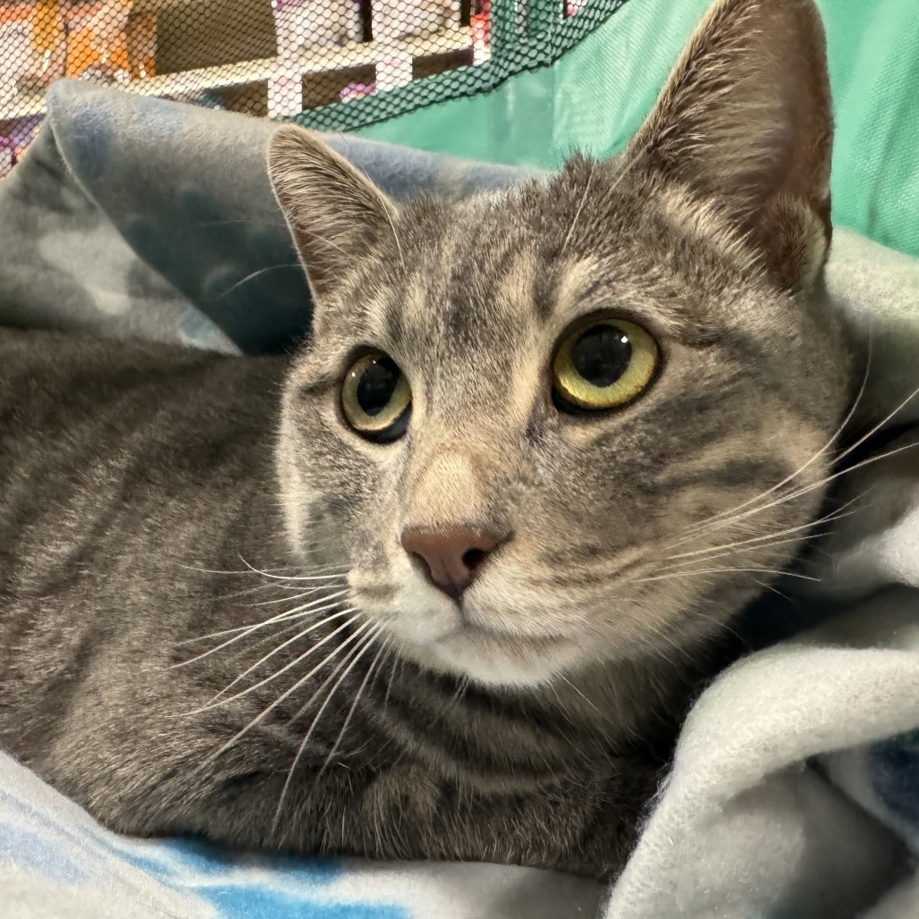 Tabbie, an adoptable Domestic Short Hair in Zimmerman, MN, 55398 | Photo Image 6