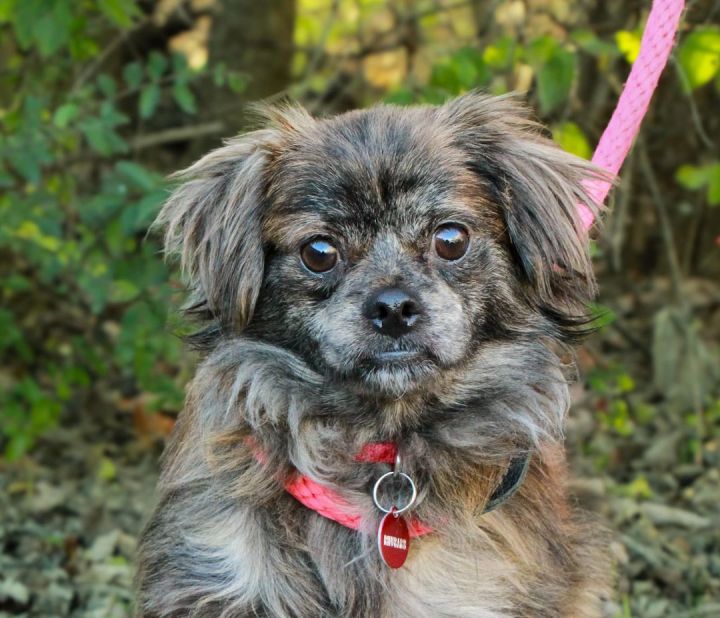 Dachshund brussels 2024 griffon mix