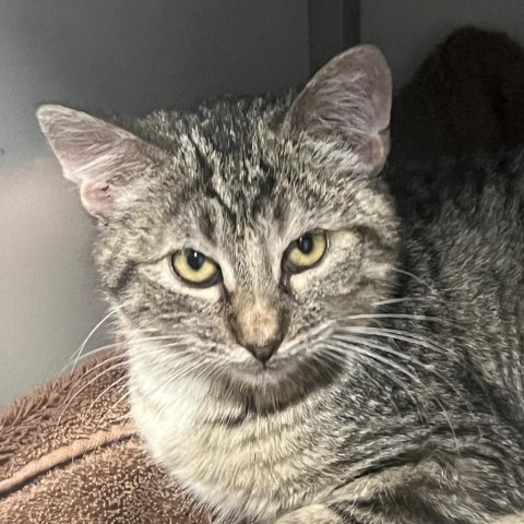 Jadzia Dax, an adoptable Domestic Short Hair in Bismarck, ND, 58507 | Photo Image 3