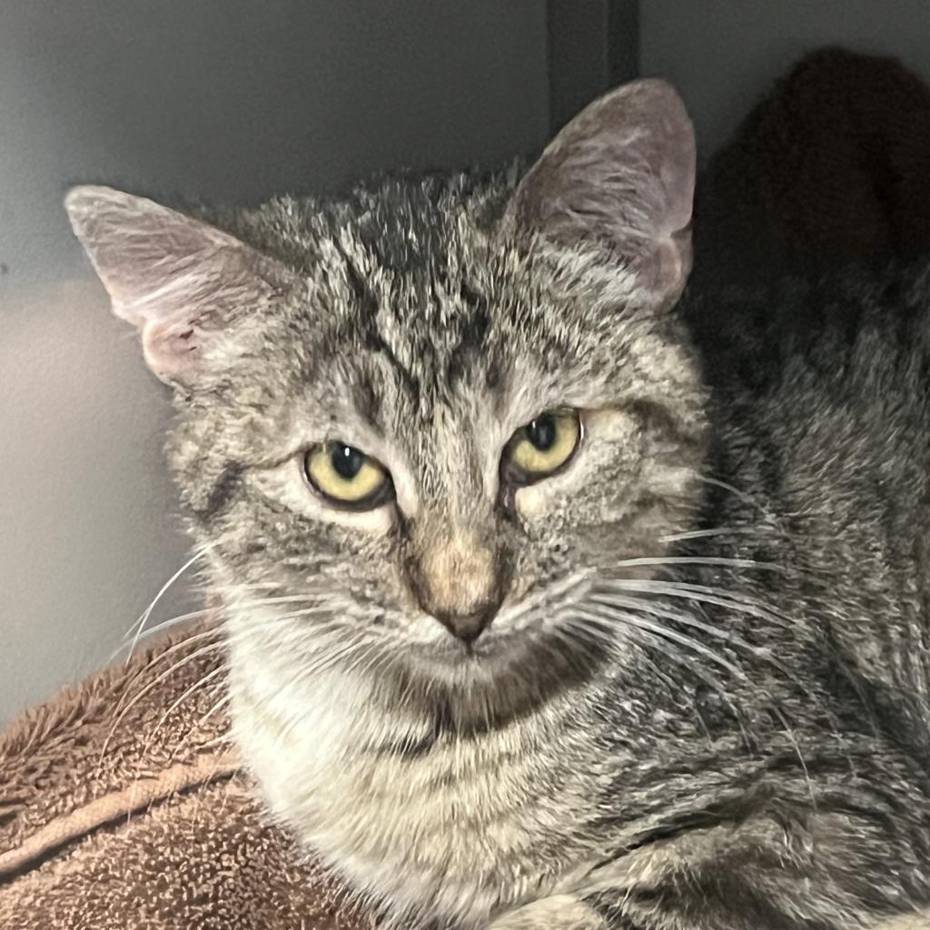 Jadzia Dax, an adoptable Domestic Short Hair in Bismarck, ND, 58507 | Photo Image 3