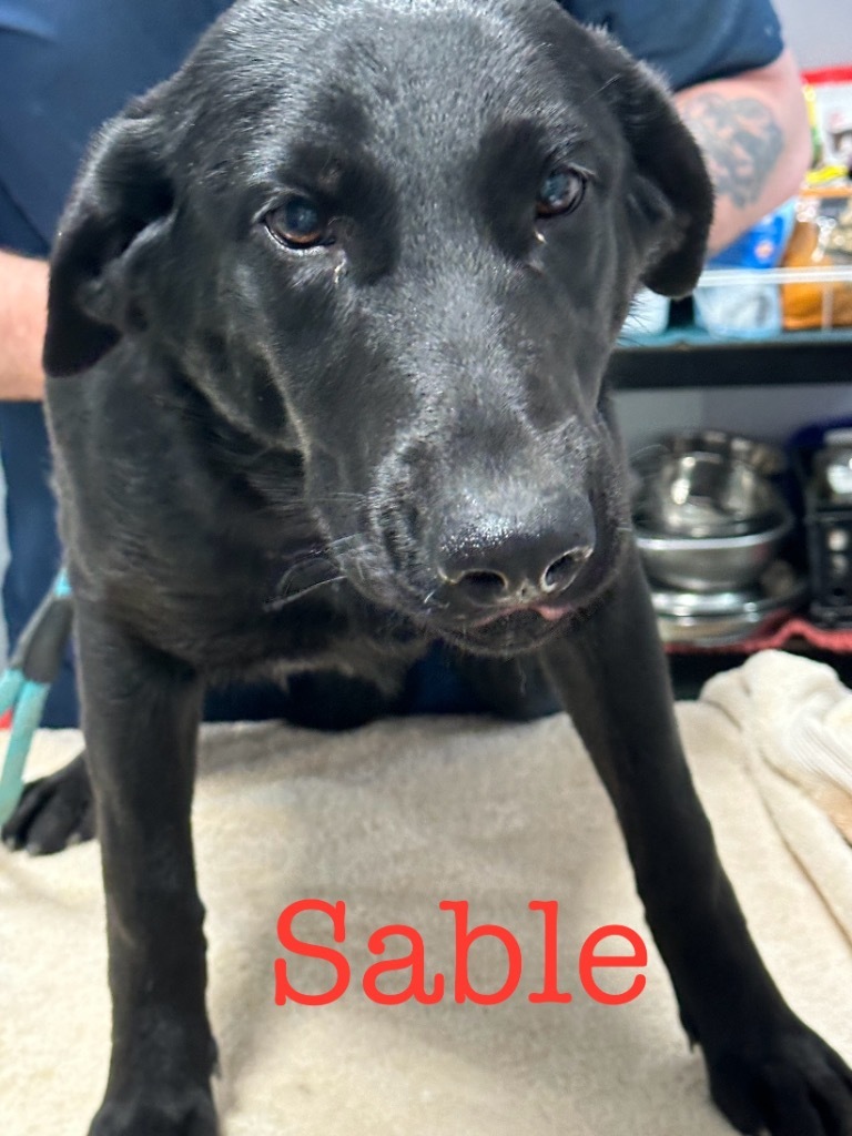 Sable