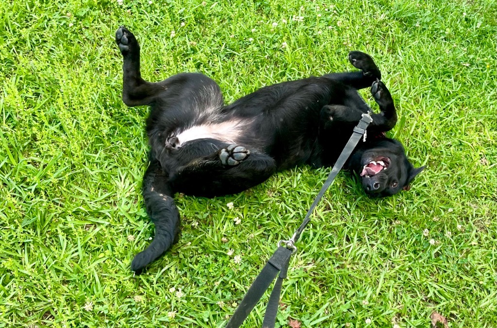 Sable