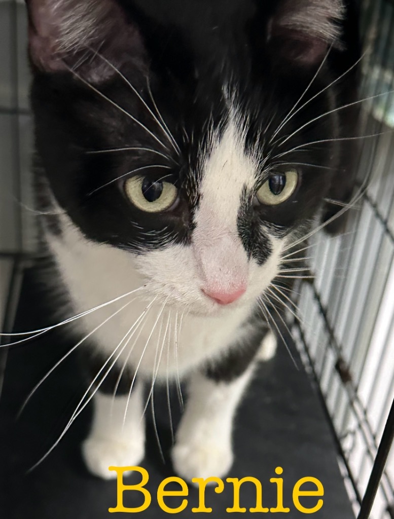 Bernie, an adoptable Domestic Medium Hair in Saint Francisville, LA, 70775 | Photo Image 1