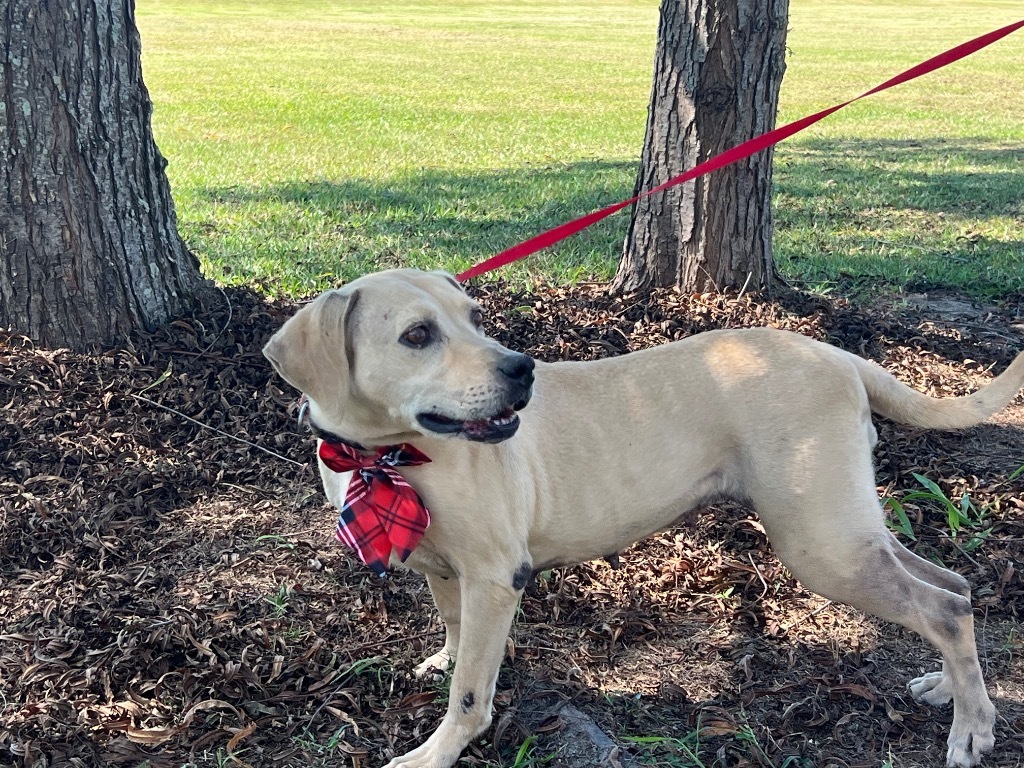 BeBe, an adoptable Hound, Mixed Breed in Saint Francisville, LA, 70775 | Photo Image 1