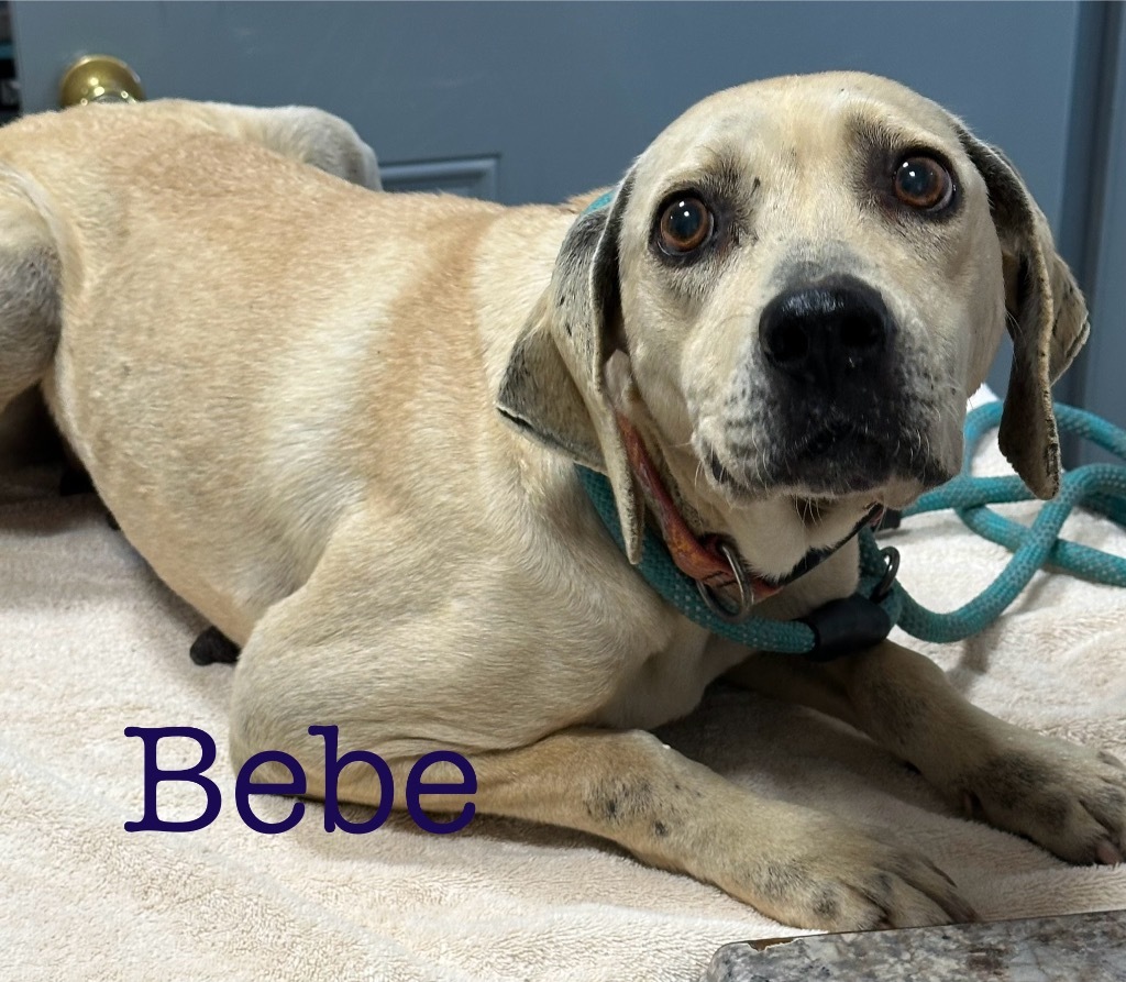 BeBe