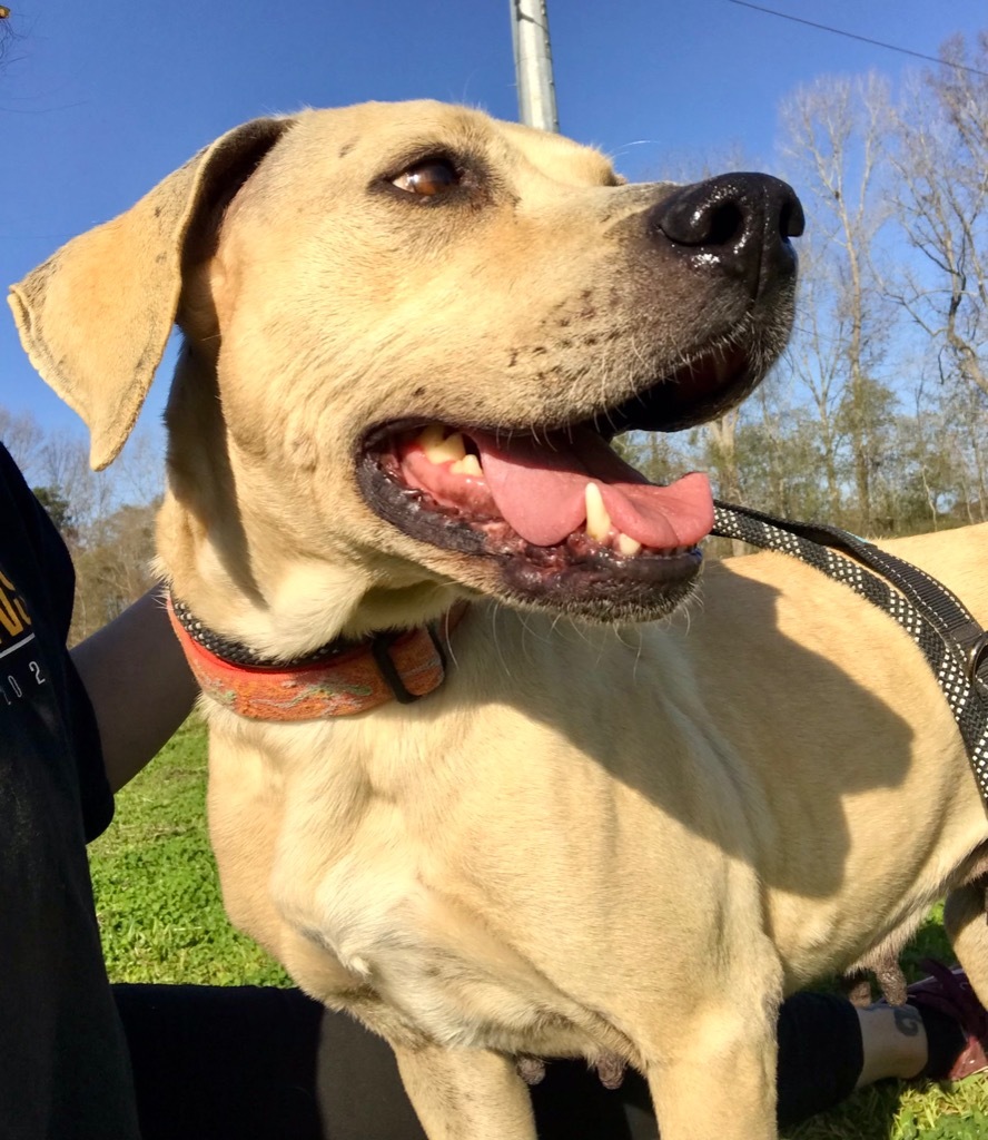 BeBe, an adoptable Hound, Mixed Breed in Saint Francisville, LA, 70775 | Photo Image 3