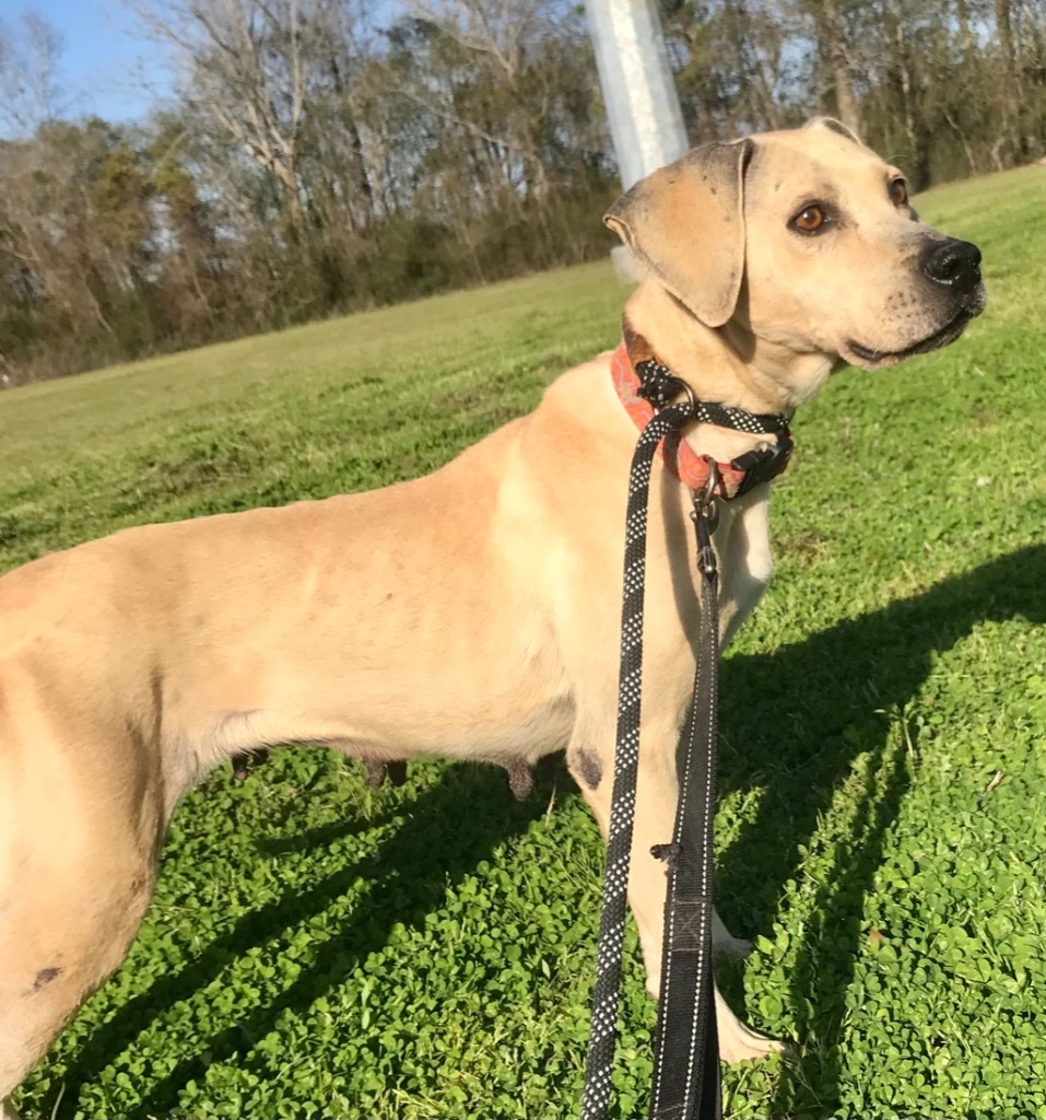 BeBe, an adoptable Hound, Mixed Breed in Saint Francisville, LA, 70775 | Photo Image 3