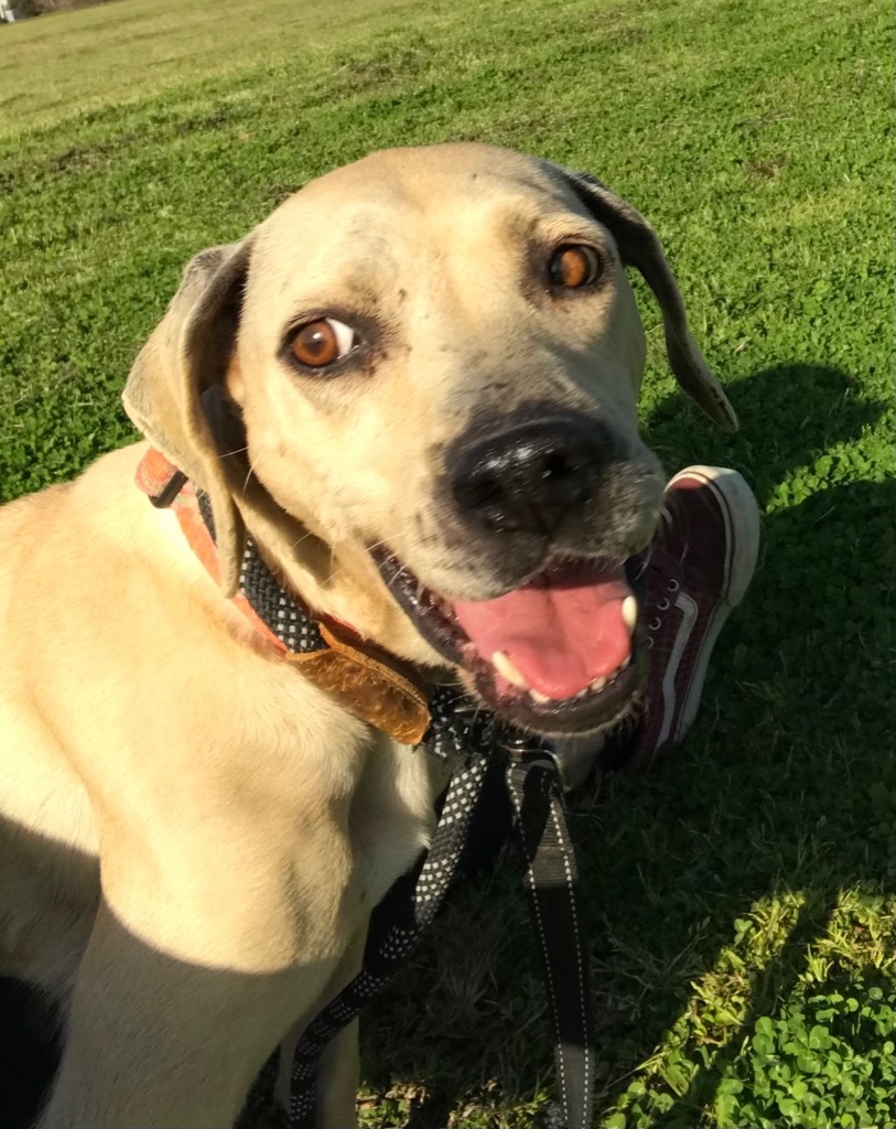 BeBe, an adoptable Hound, Mixed Breed in Saint Francisville, LA, 70775 | Photo Image 5