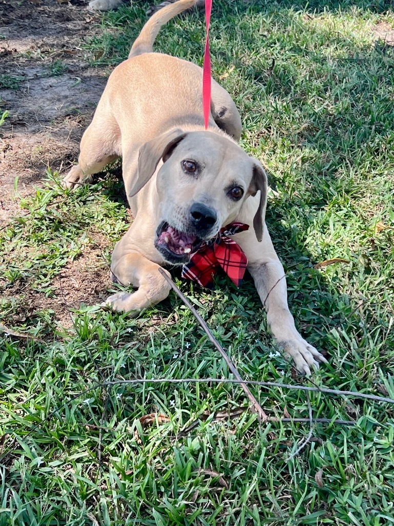 BeBe, an adoptable Hound, Mixed Breed in Saint Francisville, LA, 70775 | Photo Image 6