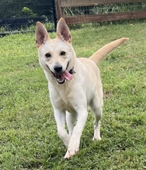 Beautiful Rita is a 3-year-old white Shepherd She is 50lb spayed She is heartworm negative Rita 