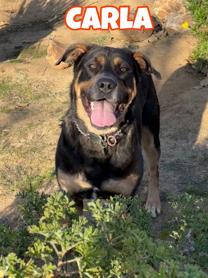 Rottweiler american hot sale bully mix