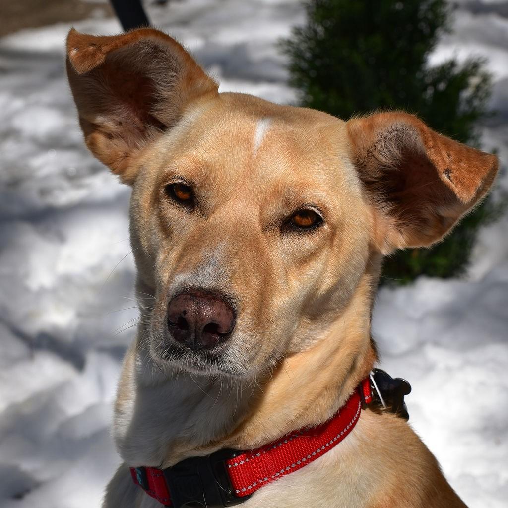 Barbie, an adoptable Mixed Breed in King City, ON, L7B 1K5 | Photo Image 1