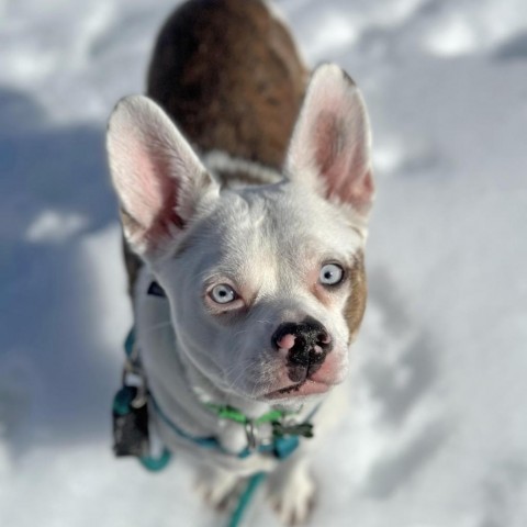 Lilly, an adoptable Mixed Breed in Hailey, ID, 83333 | Photo Image 3