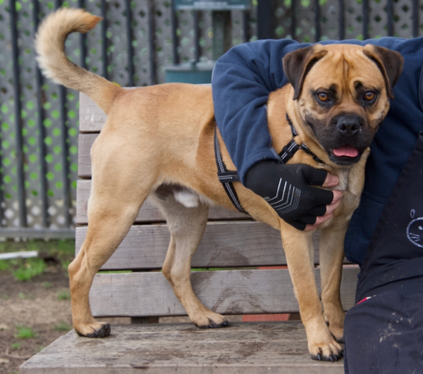 Bullmastiff store pug mix