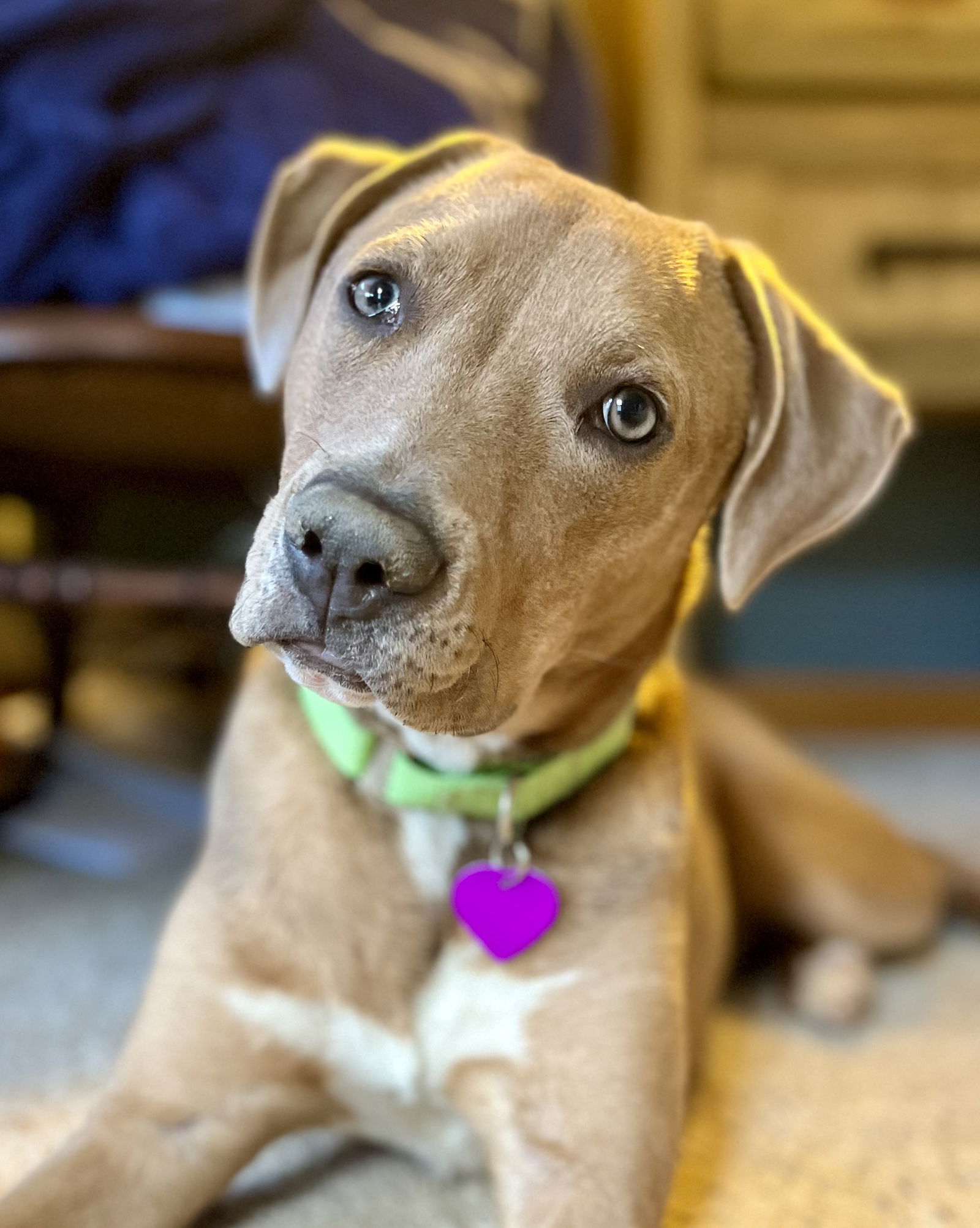 Canelo, an adoptable Labrador Retriever in Aurora, CO, 80012 | Photo Image 2