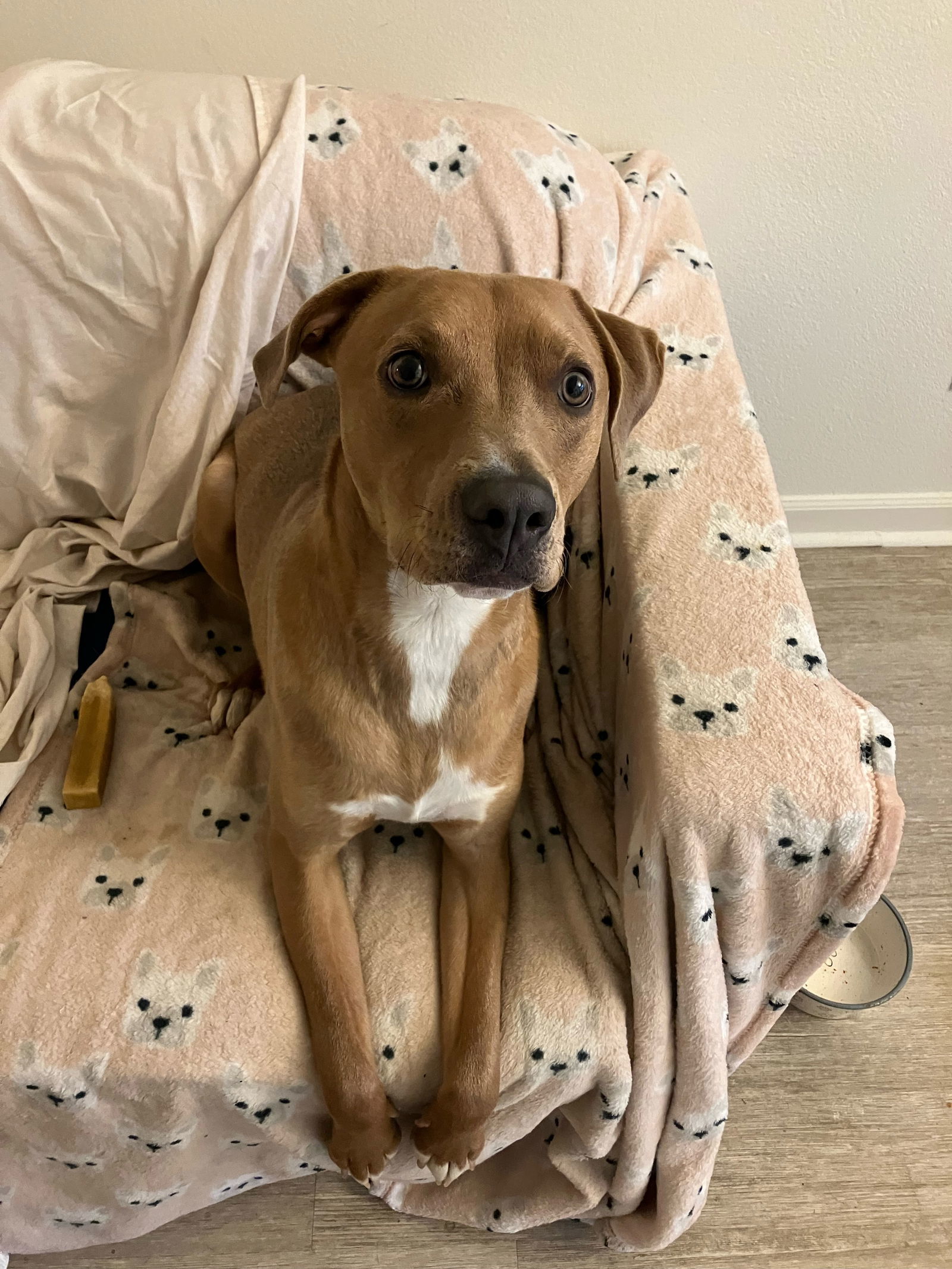 Canelo, an adoptable Labrador Retriever in Aurora, CO, 80012 | Photo Image 3