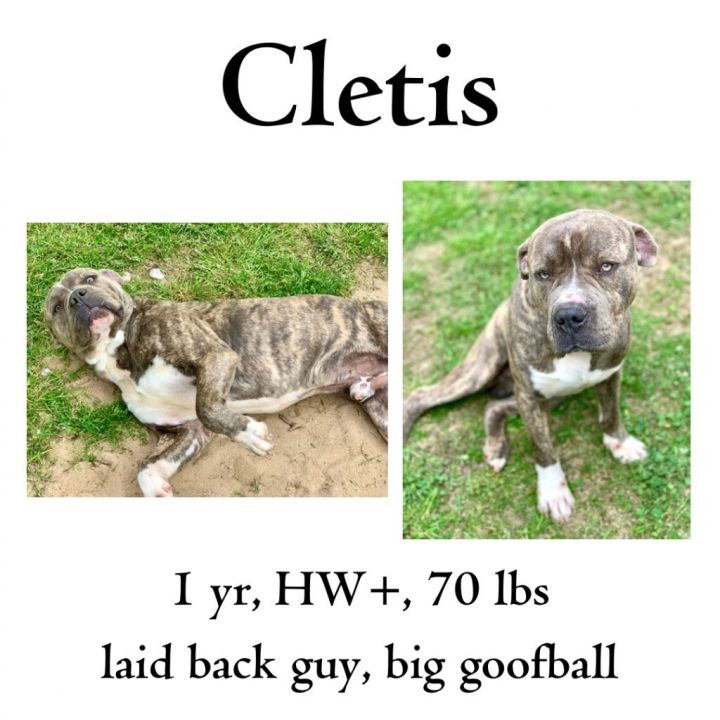 Cletis 1