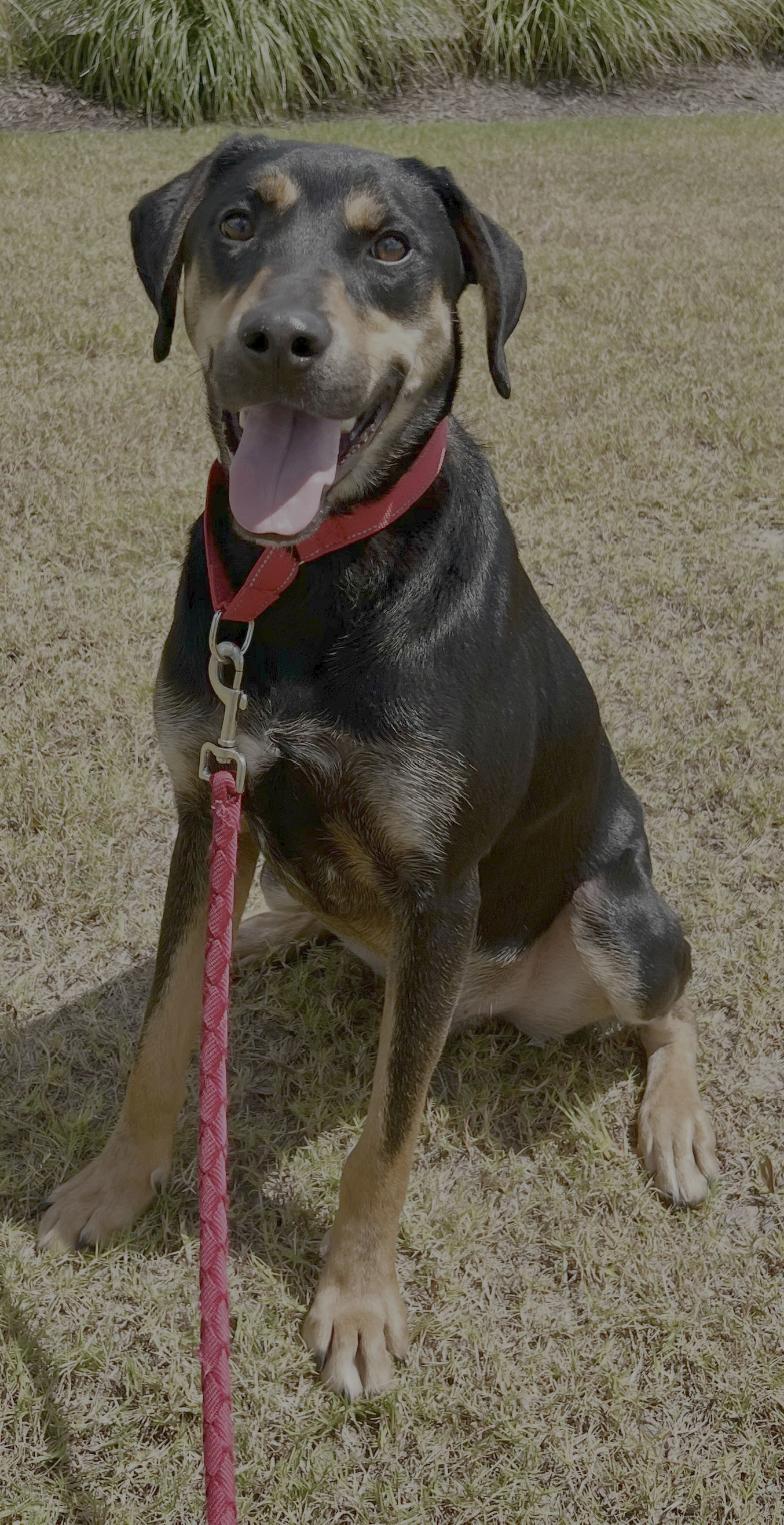 Koda