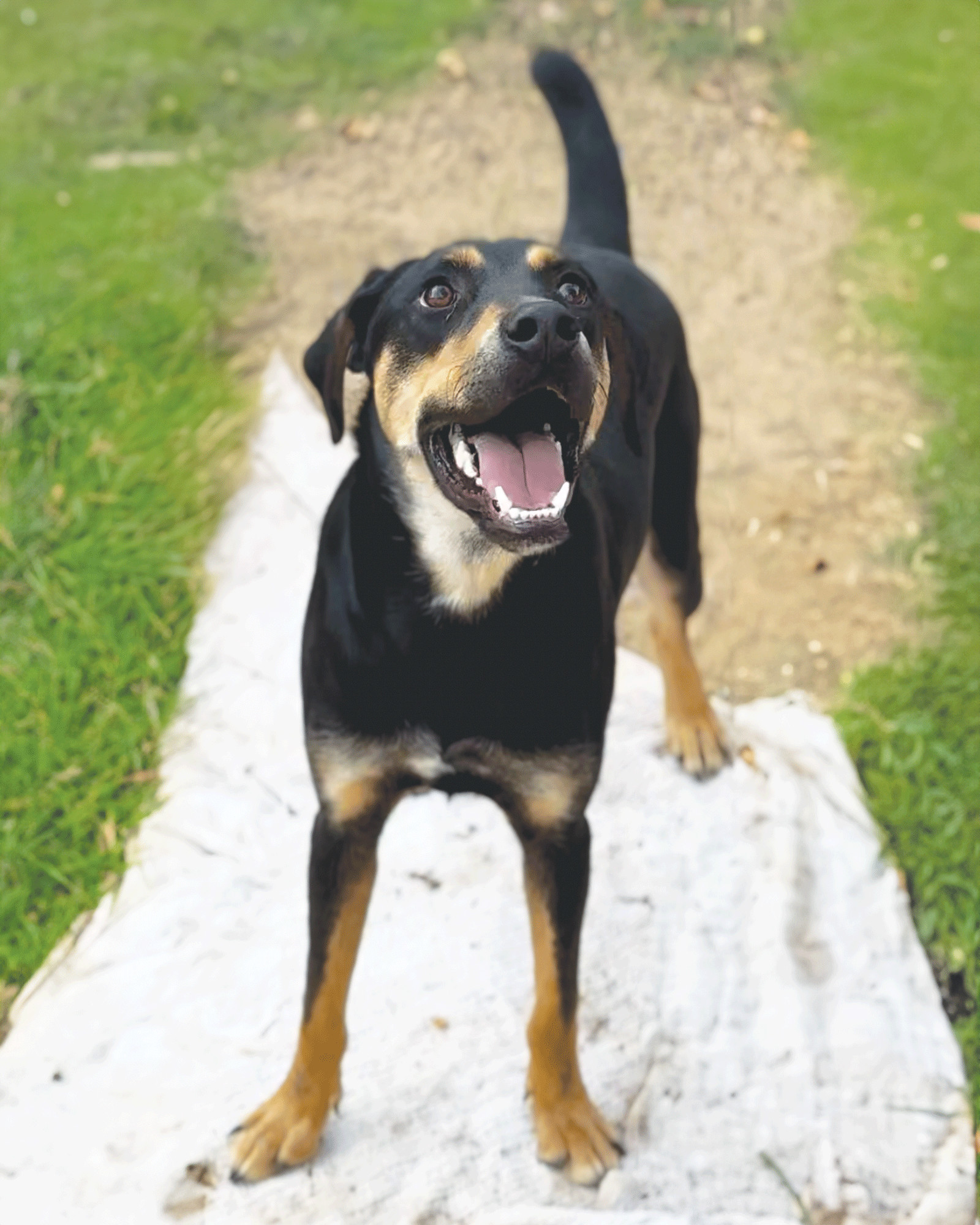 Koda