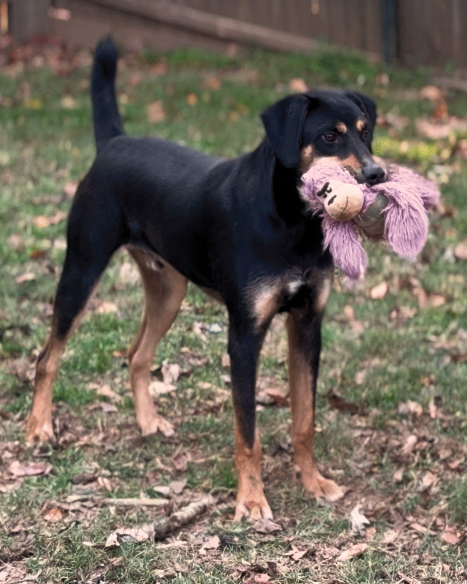 Koda