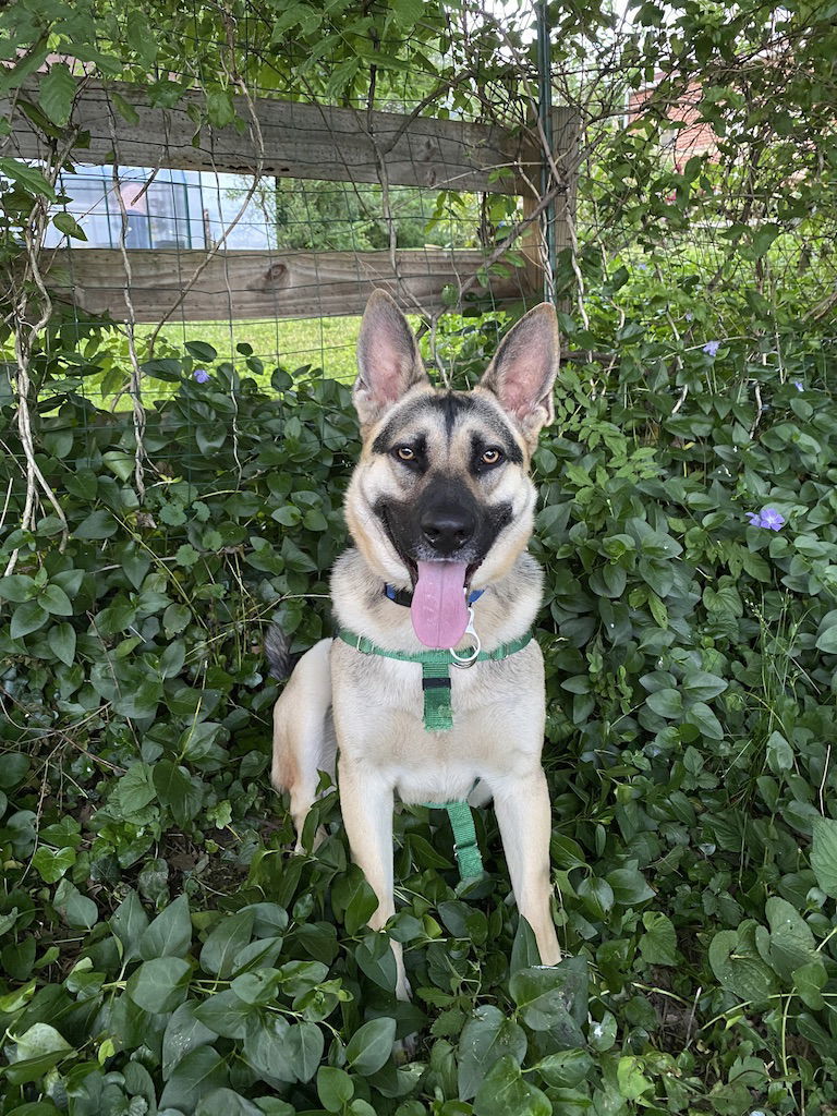 Parker, an adoptable German Shepherd Dog in Rocky Point, NC, 28457 | Photo Image 1