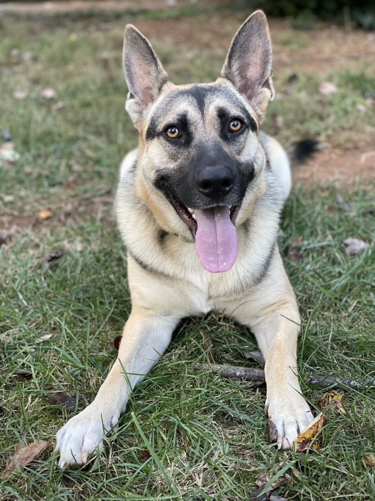 Parker, an adoptable German Shepherd Dog in Rocky Point, NC, 28457 | Photo Image 2