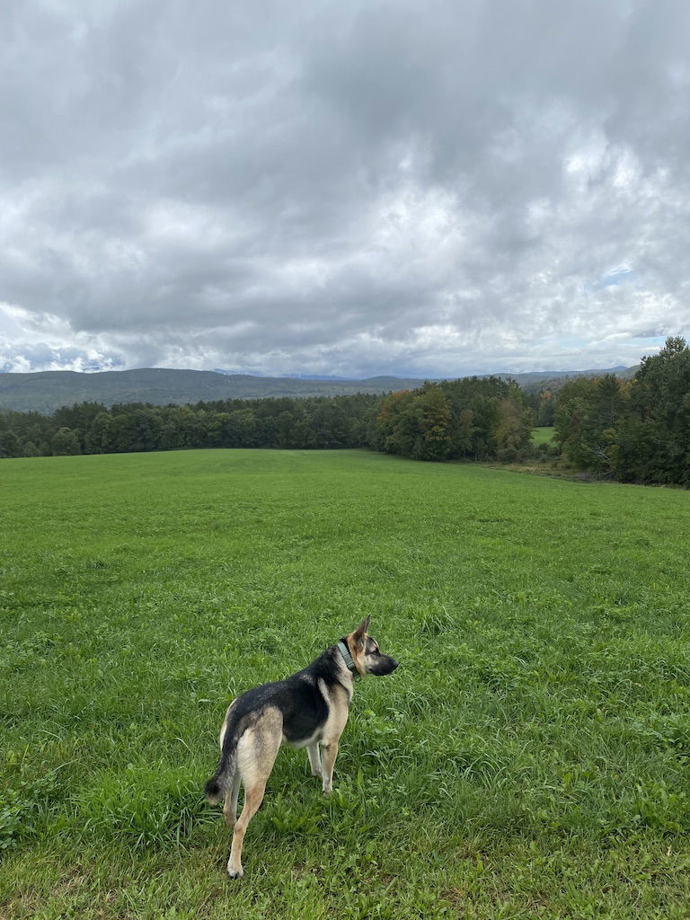 Parker, an adoptable German Shepherd Dog in Rocky Point, NC, 28457 | Photo Image 3