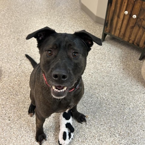 Lewis (Lewy), an adoptable Black Labrador Retriever, Shepherd in Detroit Lakes, MN, 56501 | Photo Image 1