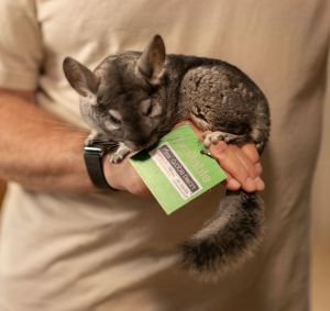 Feta Chinchilla Small & Furry