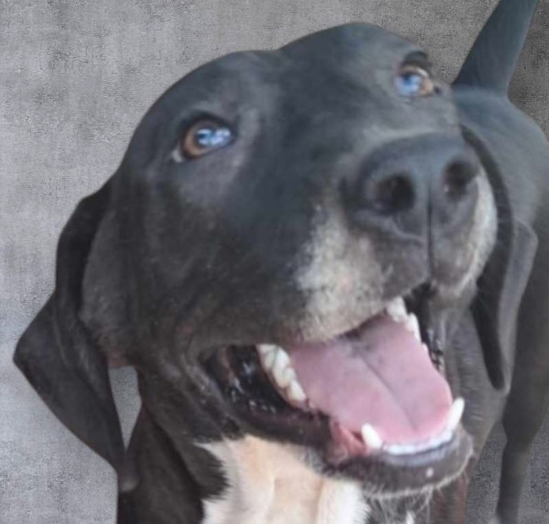 Ima Save Money, an adoptable Labrador Retriever, Australian Cattle Dog / Blue Heeler in El Dorado, AR, 71730 | Photo Image 1