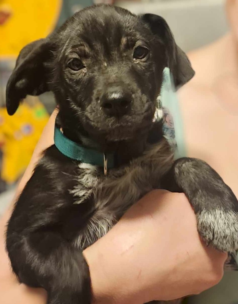 Ima Save Money, an adoptable Labrador Retriever, Australian Cattle Dog / Blue Heeler in El Dorado, AR, 71730 | Photo Image 2