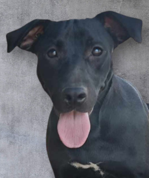 Liv Better, an adoptable Labrador Retriever, Australian Cattle Dog / Blue Heeler in El Dorado, AR, 71730 | Photo Image 1