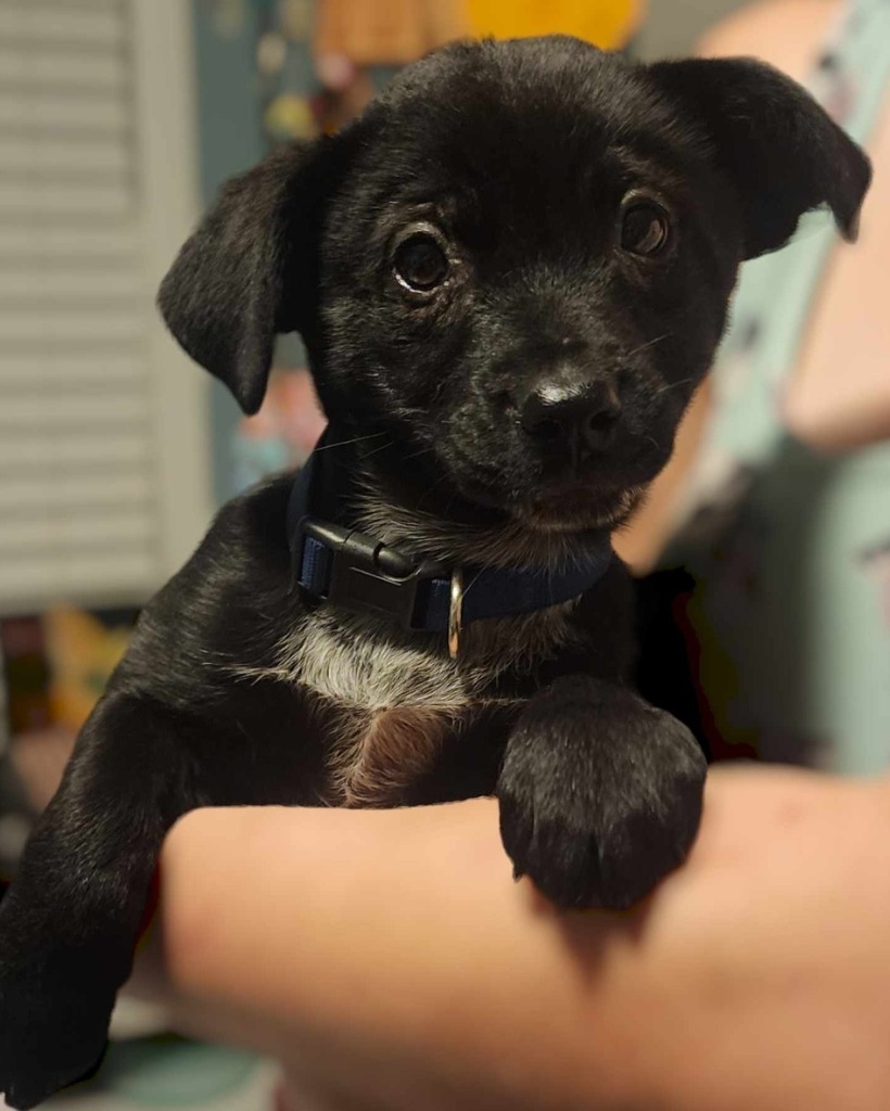 Liv Better, an adoptable Labrador Retriever, Australian Cattle Dog / Blue Heeler in El Dorado, AR, 71730 | Photo Image 2